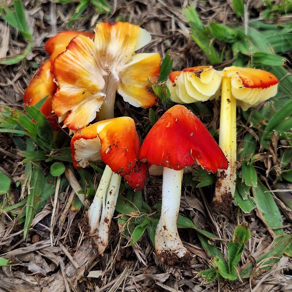 Hygrocybe acutoconica · April 2025 · photo: © deniszabin (iNaturalist, cc-by)