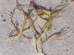 Gracilariaceae