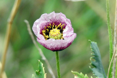 Papaver somniferum setigerum