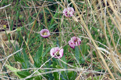 Papaver somniferum setigerum