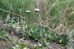 Papaver somniferum setigerum