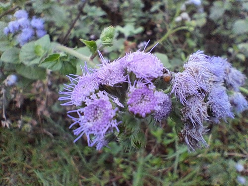 bluemink