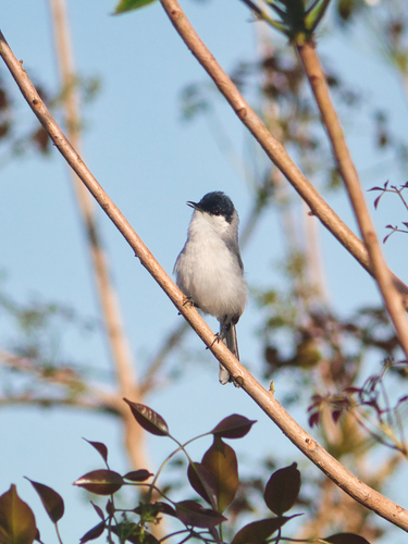 Yucatan Gnatcatcher (Polioptila albiventris), photo 8