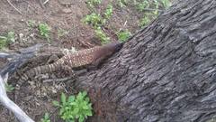 Heloderma exasperatum