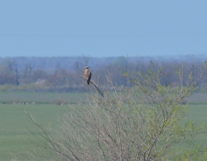 Long-legged Buzzard