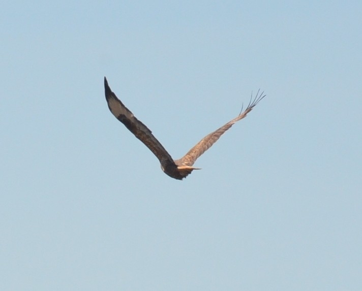 Long-legged Buzzard