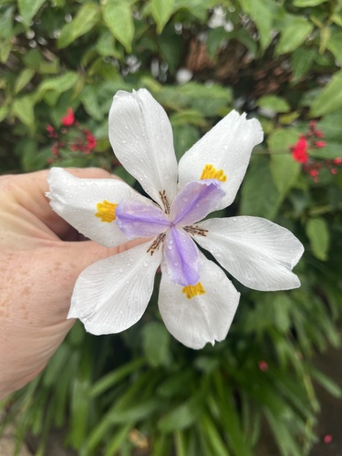 Dietes grandiflora, 2025-04-17