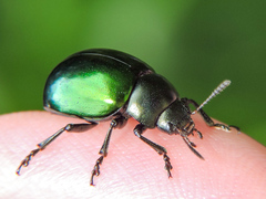 Leptinotarsa haldemani