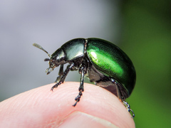 Leptinotarsa haldemani