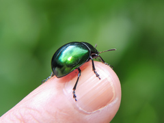 Leptinotarsa haldemani