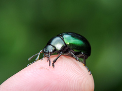 Leptinotarsa haldemani