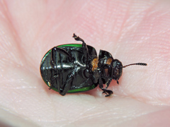 Leptinotarsa haldemani