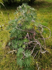 Lupinus bogotensis