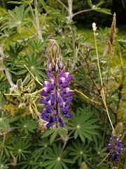 Lupinus bogotensis