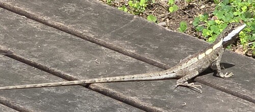 Lophognathus temporalis observed 2025-04-18