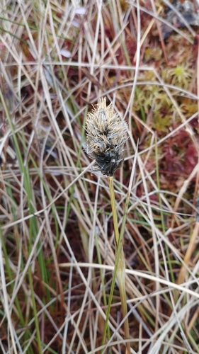 tussock cottongrass