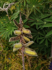 Lupinus bogotensis