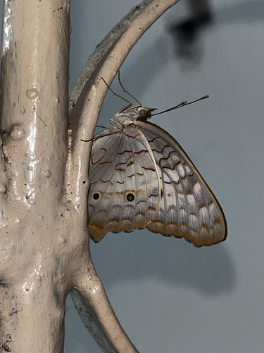 White Peacock