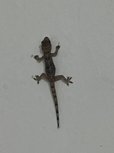 Tropical House Gecko