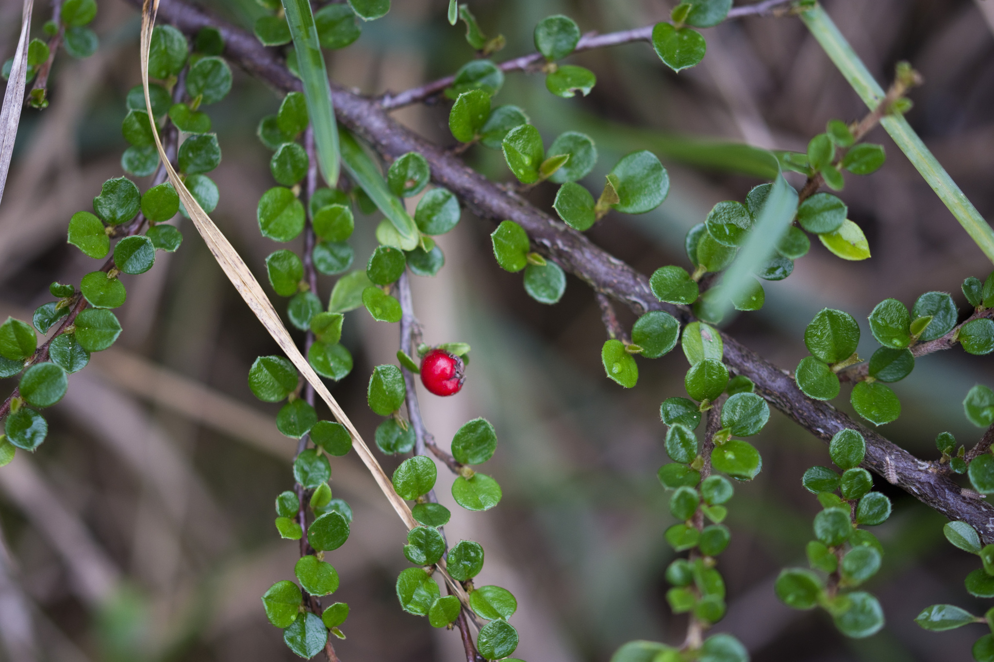 Imagem de Cotoneaster