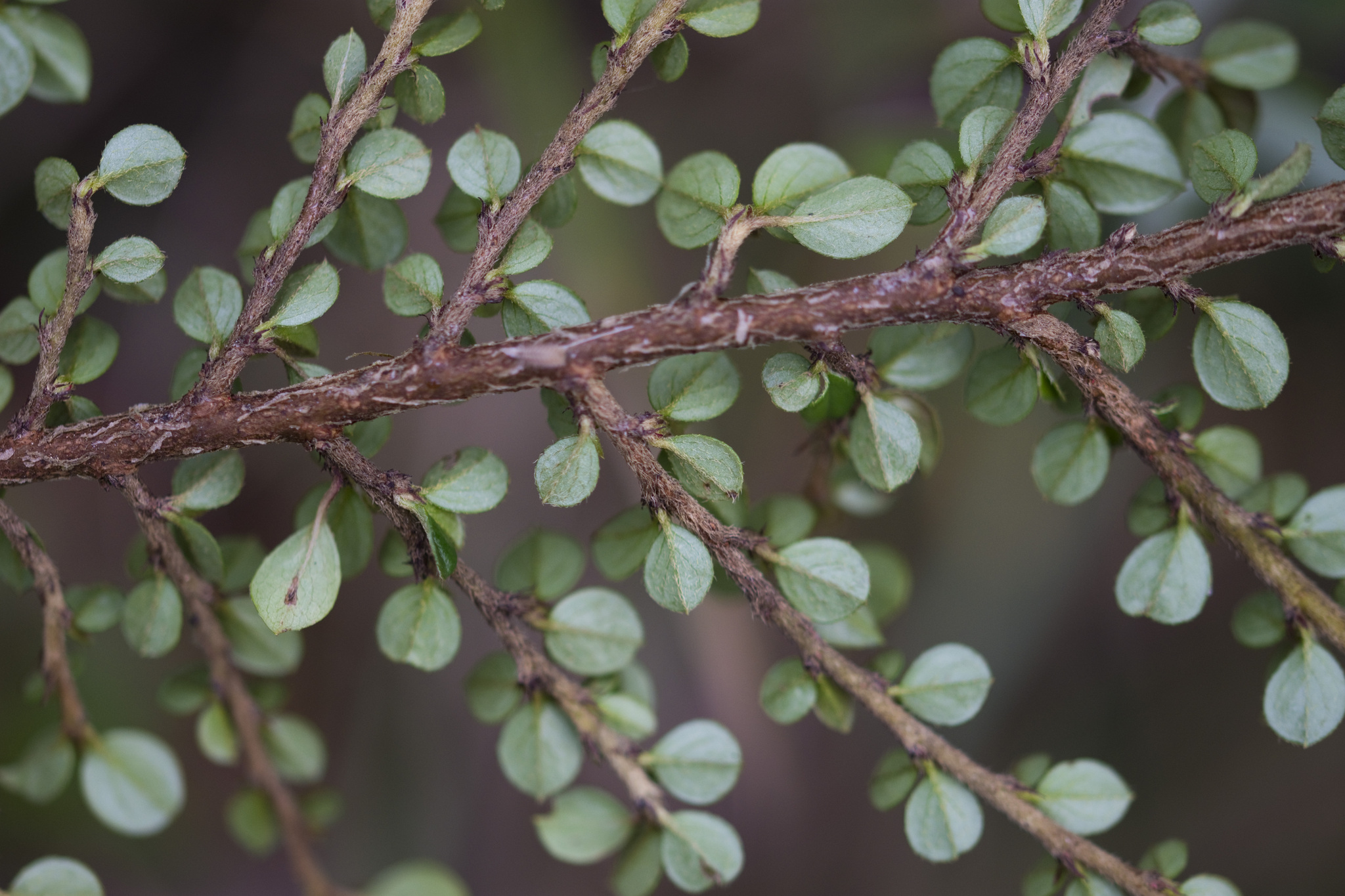 Imagem de Cotoneaster
