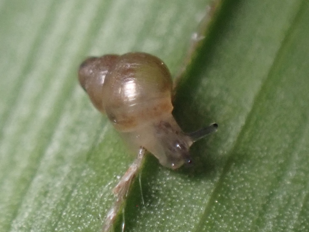 Elasmias apertum