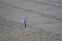 Leucophaeus atricilla