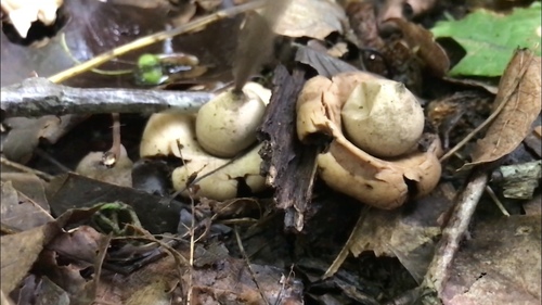 Geastrum triplex (Photo 12 of 12)