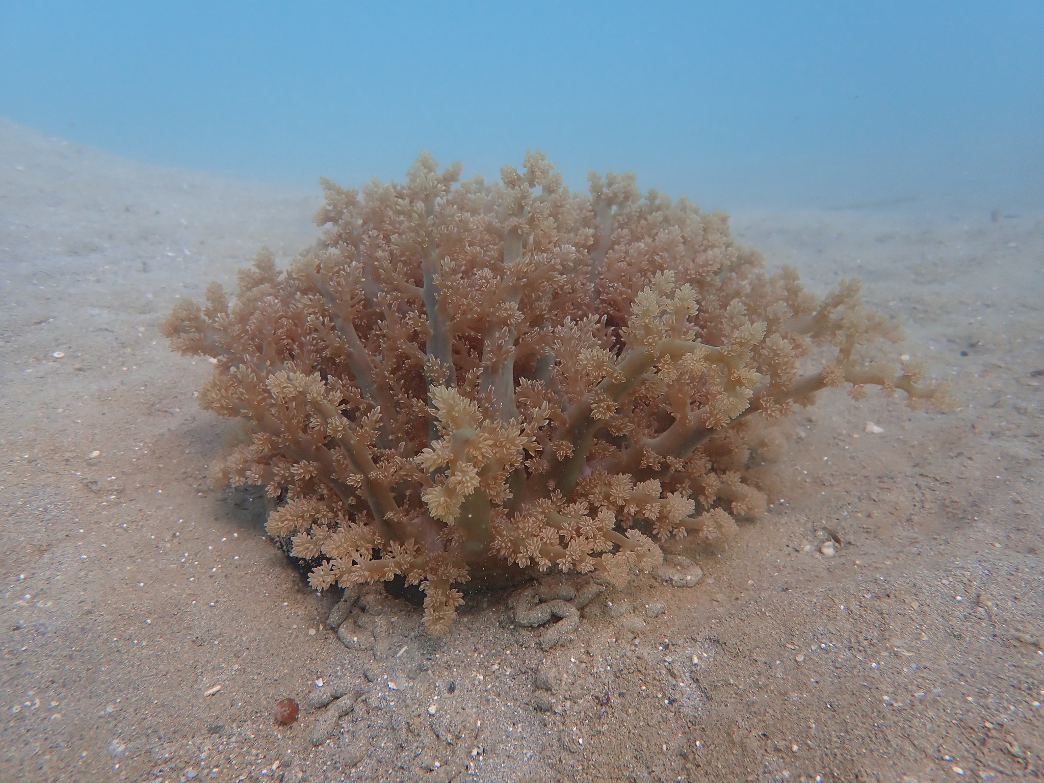 Actinodendron arboreum (Quoy & Gaimard, 1833)