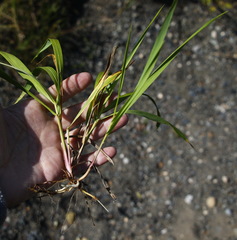 Elymus gmelinii
