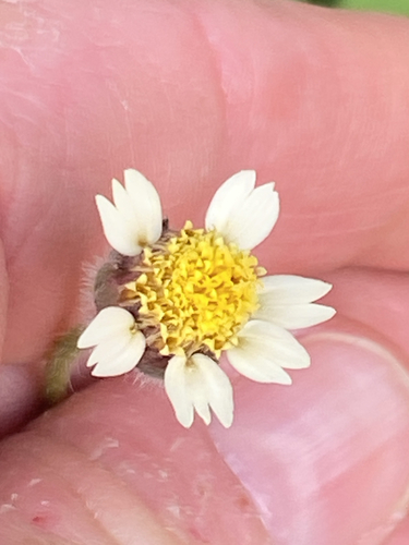 Tridax procumbens