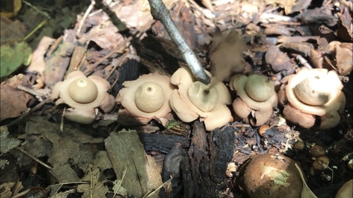 Geastrum triplex (Photo 9 of 12)