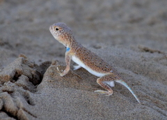 Bufoniceps laungwalaensis