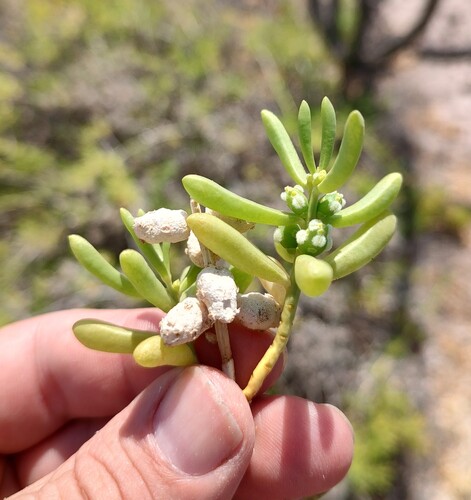 Turtleweed (Batis maritima)