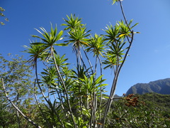 Dracaena reflexa image