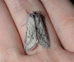 Pleromelloida cinerea