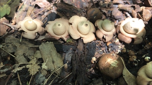 Geastrum triplex