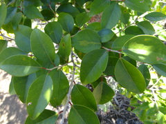 Securinega durissima