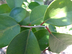 Securinega durissima