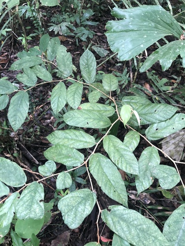Pterospermum celebicum