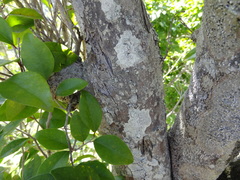 Securinega durissima