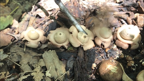 Geastrum triplex (Photo 10 of 12)