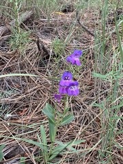 Penstemon neomexicanus