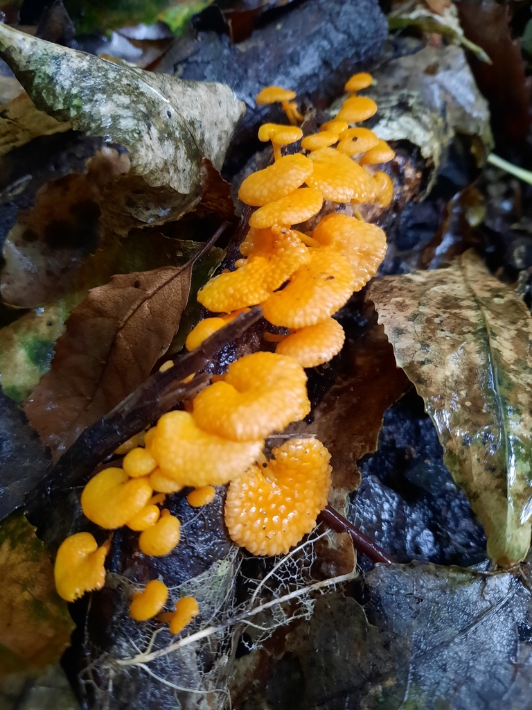 Favolaschia claudopus · April 2025 · photo: © kirstenbarkla (iNaturalist, cc0)