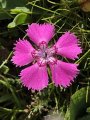 Dianthus alpinus