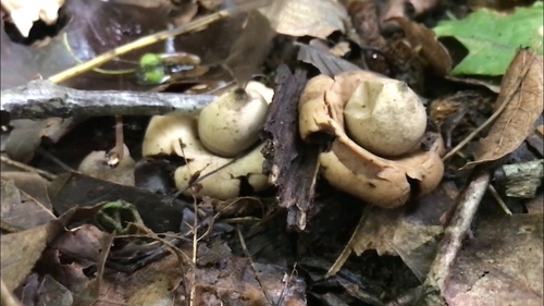 Geastrum triplex (Photo 11 of 12)