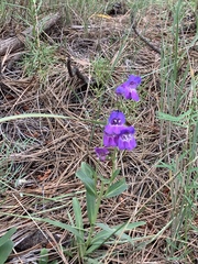 Penstemon neomexicanus