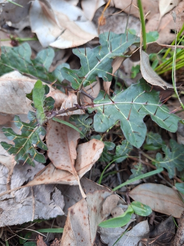 Image of Solanum pungetium by (c) quinkana, some rights reserved (CC BY)