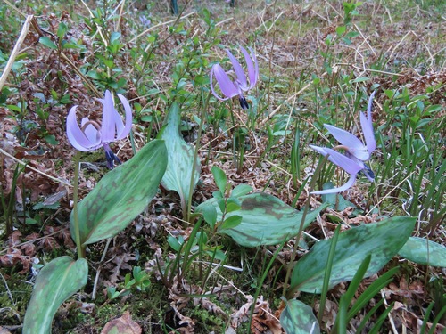 Image of Erythronium japonicum by (c) Marco Mussita, some rights reserved (CC BY)