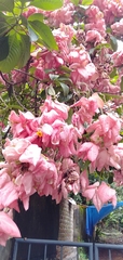 Mussaenda erythrophylla